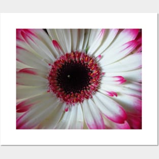 wonderful gerbera flower, pink,white Posters and Art